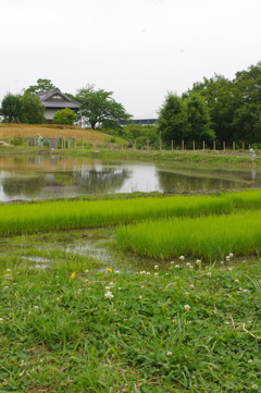 田植えいつ　？