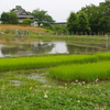田植えいつ　？