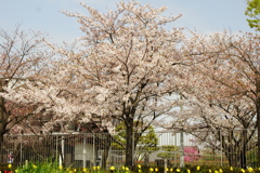 桜　２