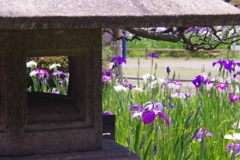 灯篭と菖蒲