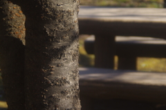 木肌