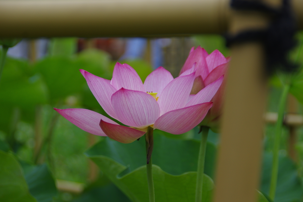 蓮