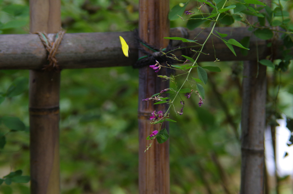 農業公園の昆虫　８