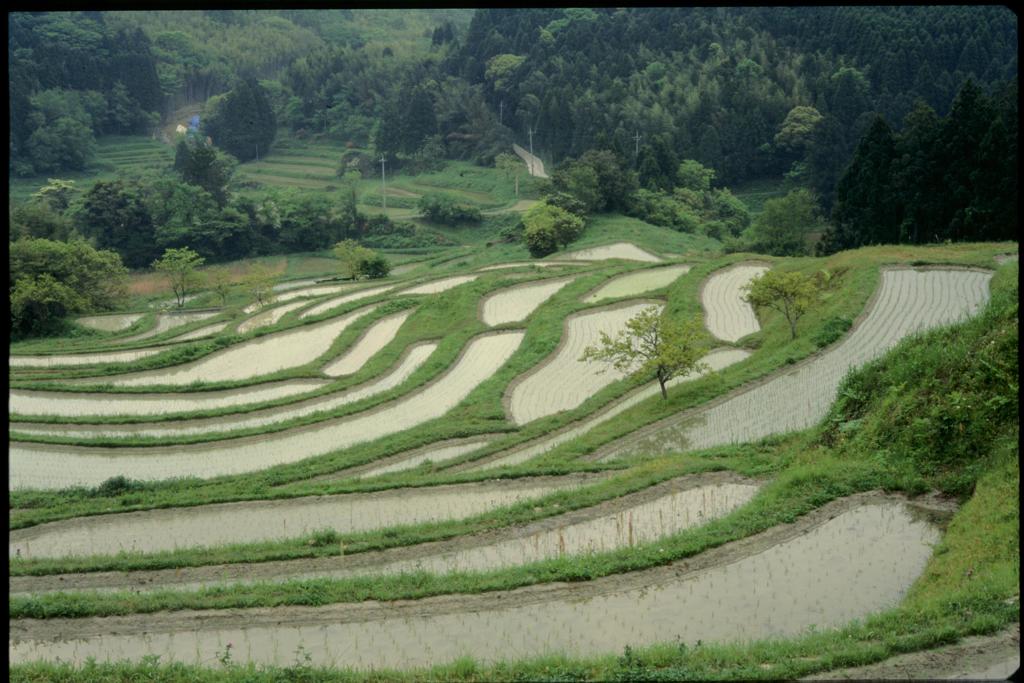 大山千枚田（2000年5月）