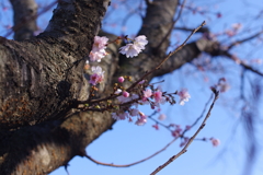 だいぶ咲いてきた