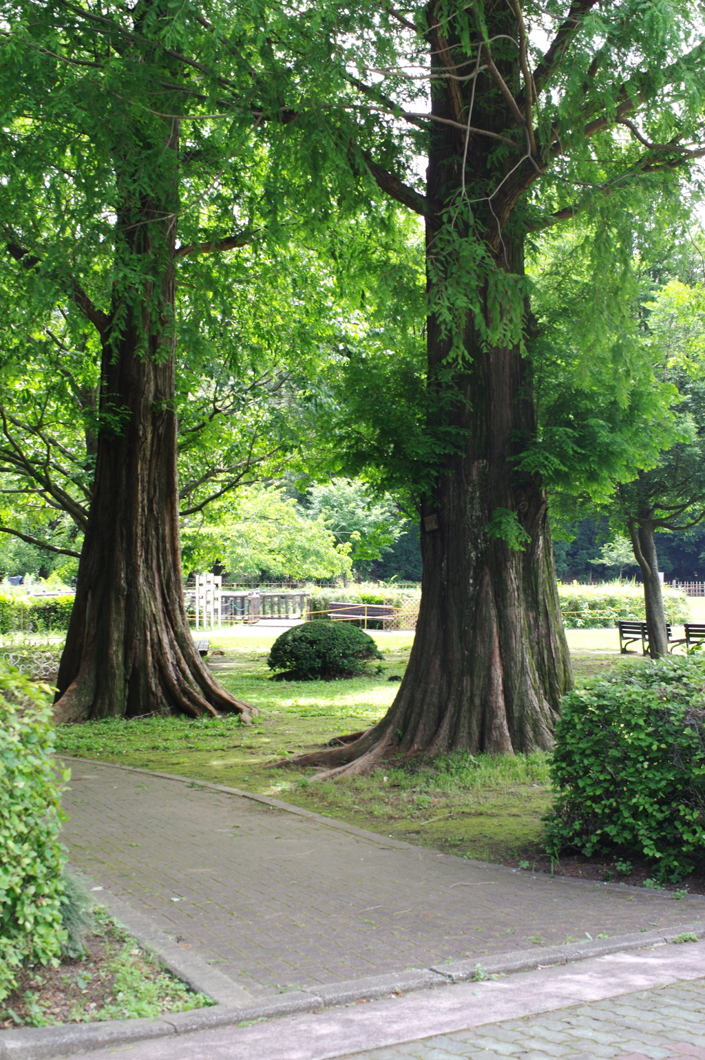 公園の風景　３