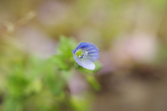 春の草花　３