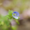 春の草花　３