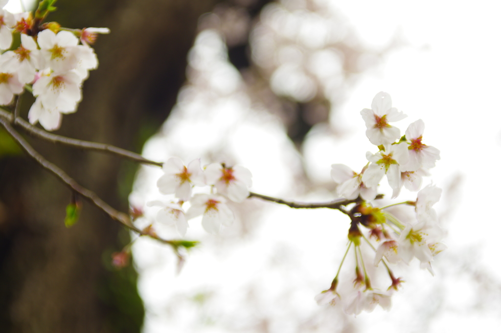 さくら　2017年4月　５