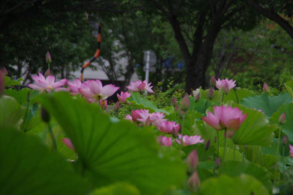 花と蓮池