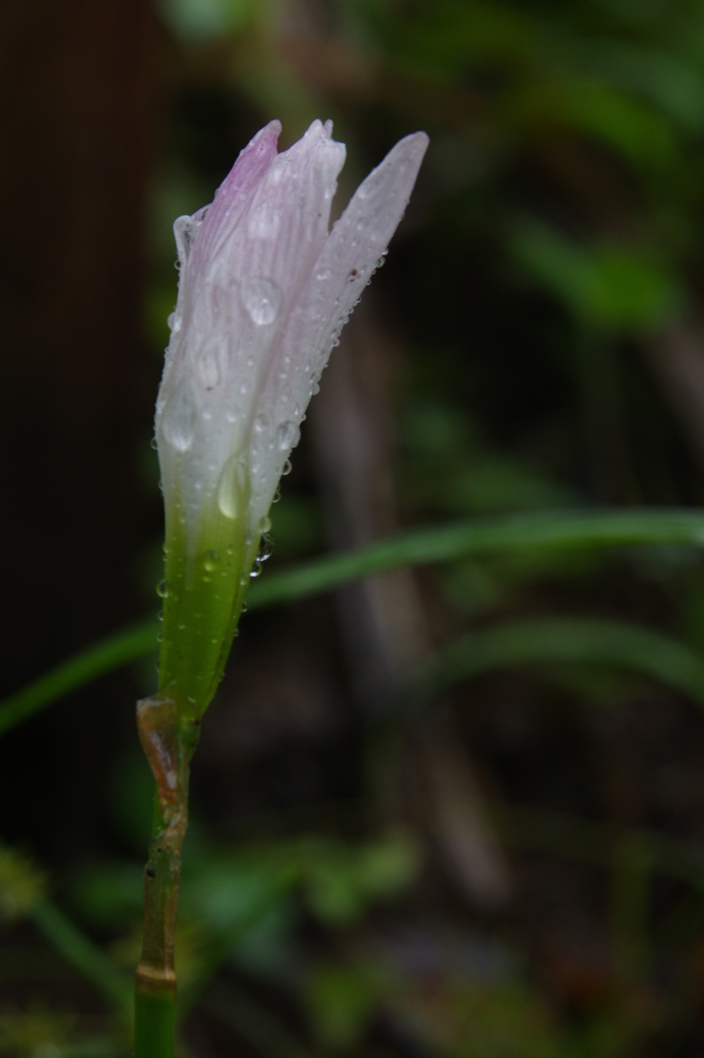 小雨
