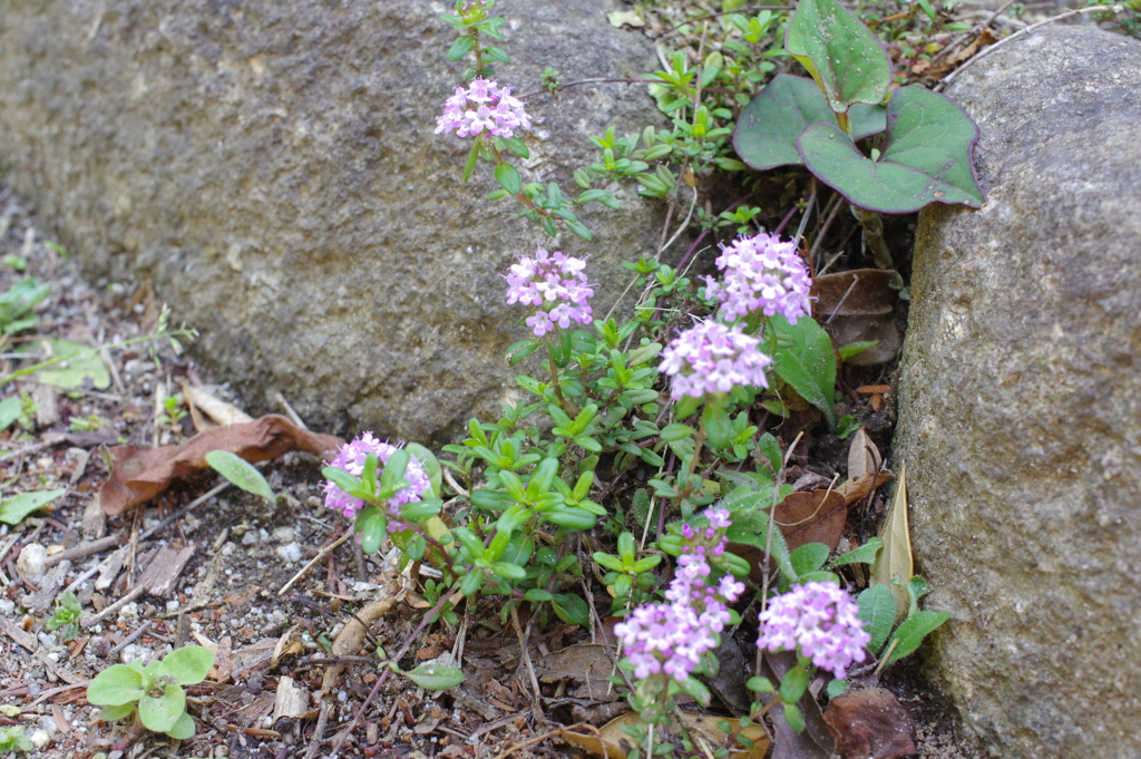 ピンクの綺麗な花