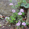 ピンクの綺麗な花