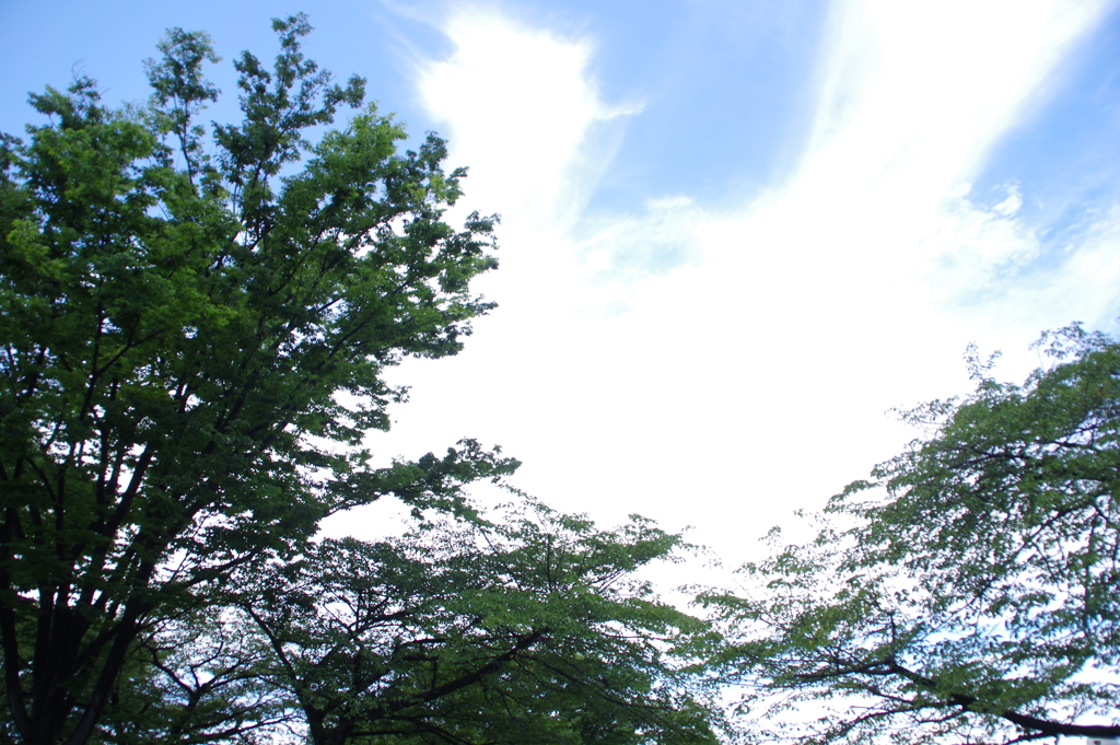 木々と空