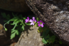 春の花