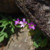 春の花