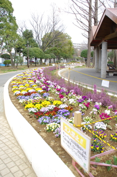 花壇の花