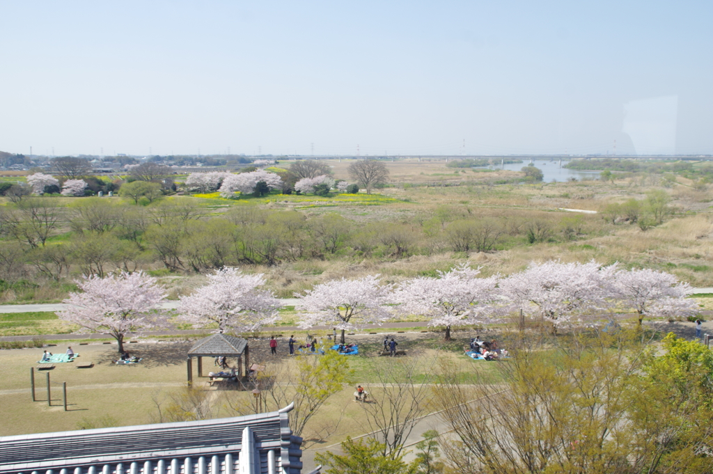 満開の桜