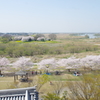 満開の桜
