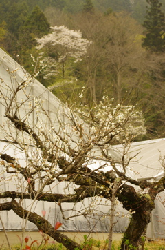 山里の風景