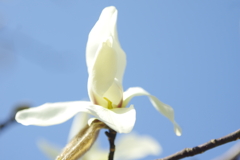 古民家の庭に咲いていたコブシの花