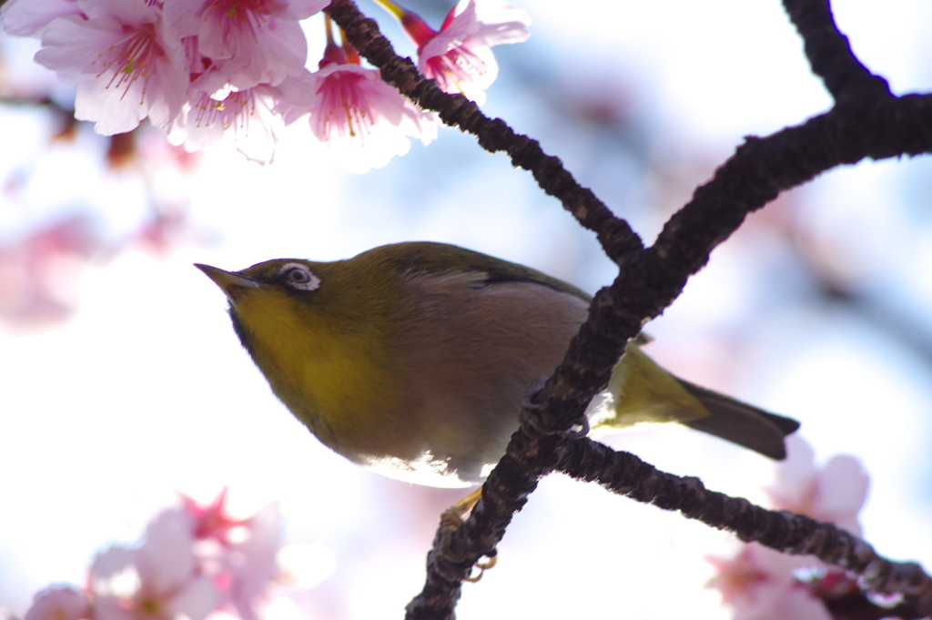 メジロと寒桜