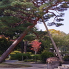 庭園美術館の庭　１