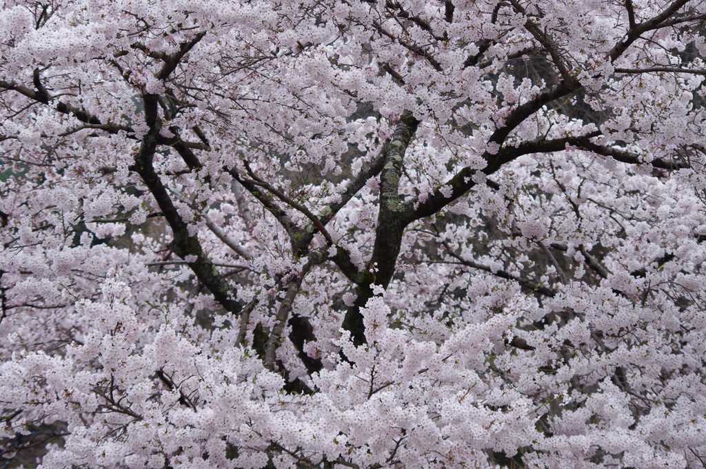 桜　６