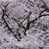 桜　６