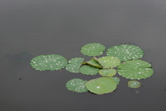 池に浮ぶ蓮の葉