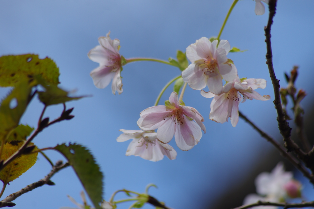 十月桜