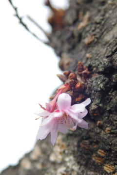 一輪の花