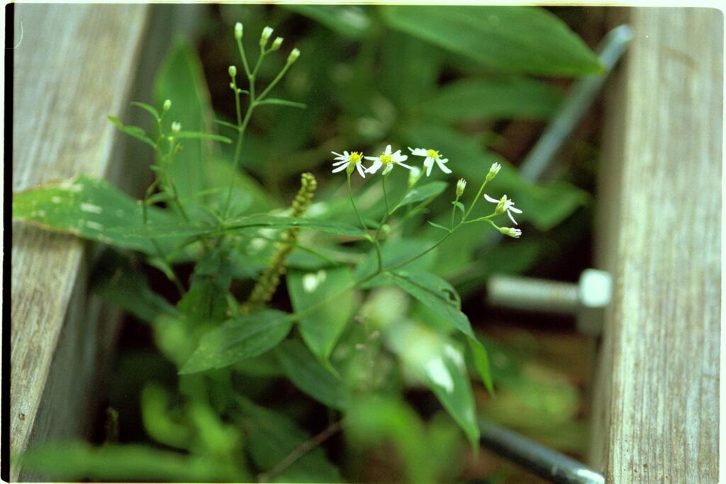 木道に咲く花