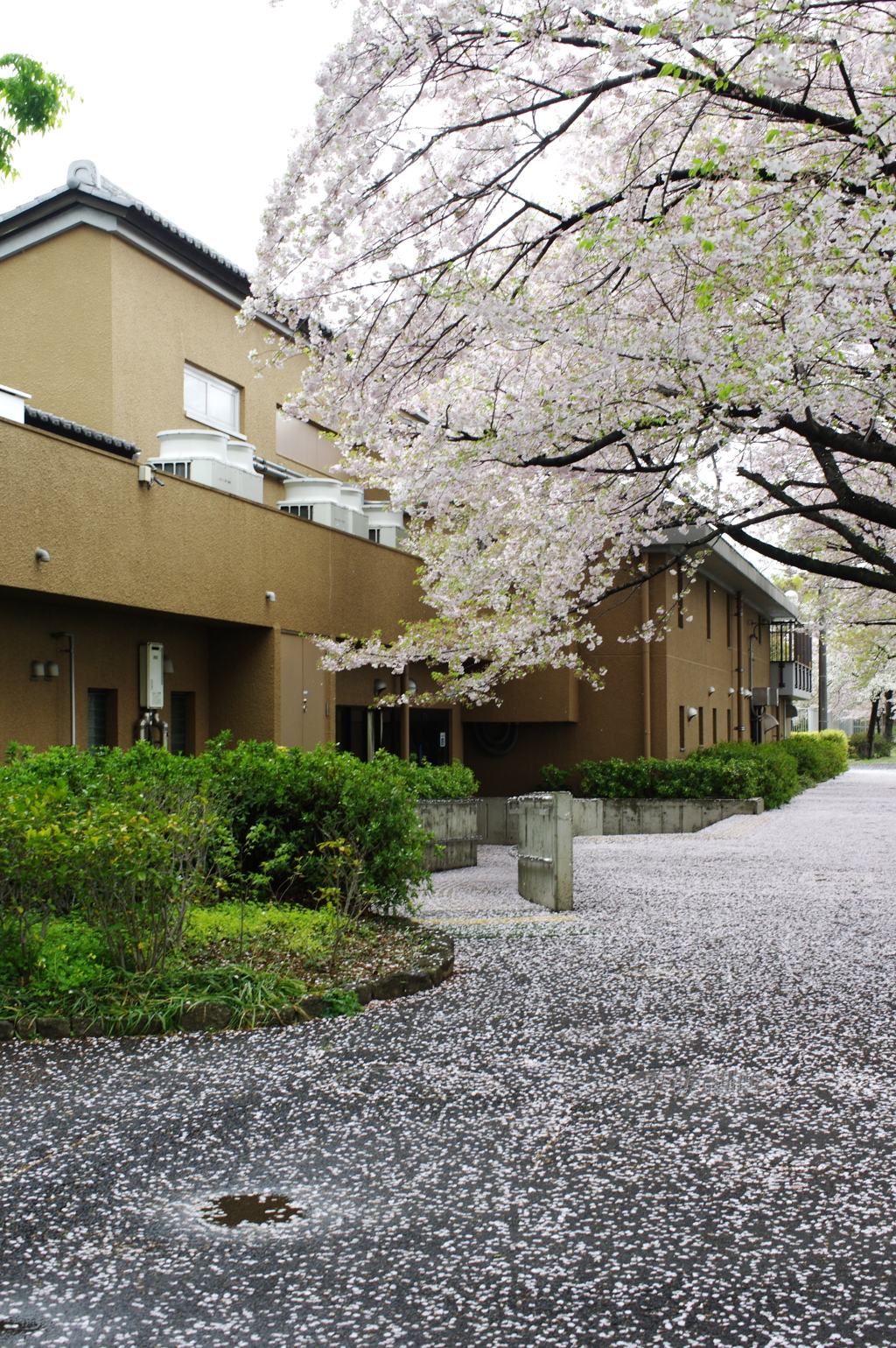 散るも桜（アメリカ）