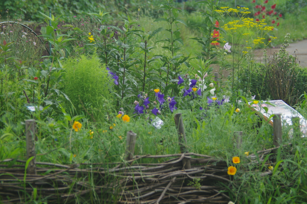 秋の七草の花壇