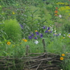 秋の七草の花壇