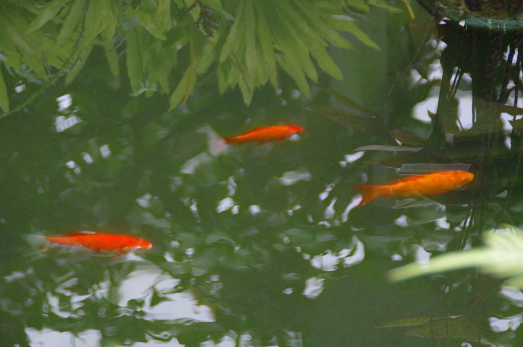 泳ぐ