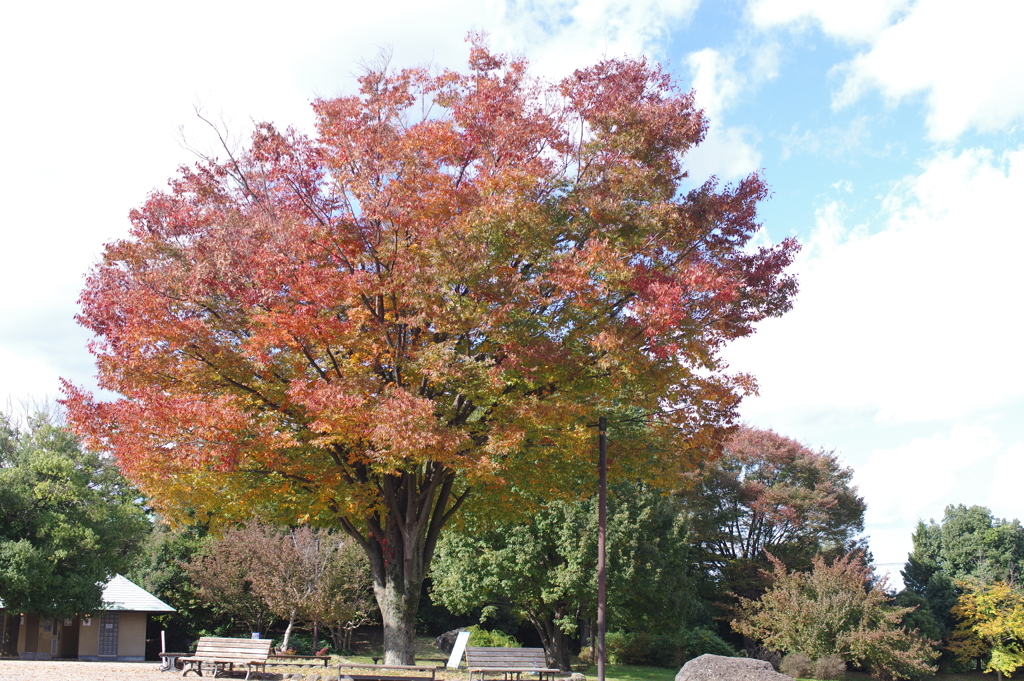 昭和記念公園　１