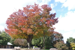 昭和記念公園　１