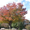 昭和記念公園　１