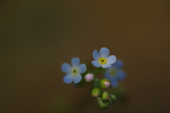 キュウリグサ