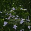 紫陽花