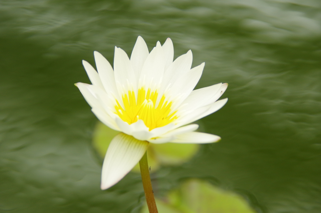 植物公園内温室の温すいプールの花（スイレン）2017年4月