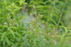 ハーブ園の花　２