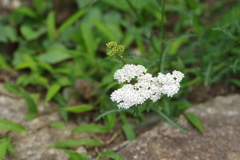 ハーブ園に咲いた花