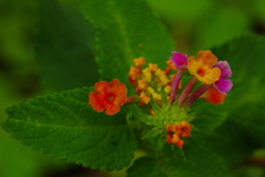 温室の花　３
