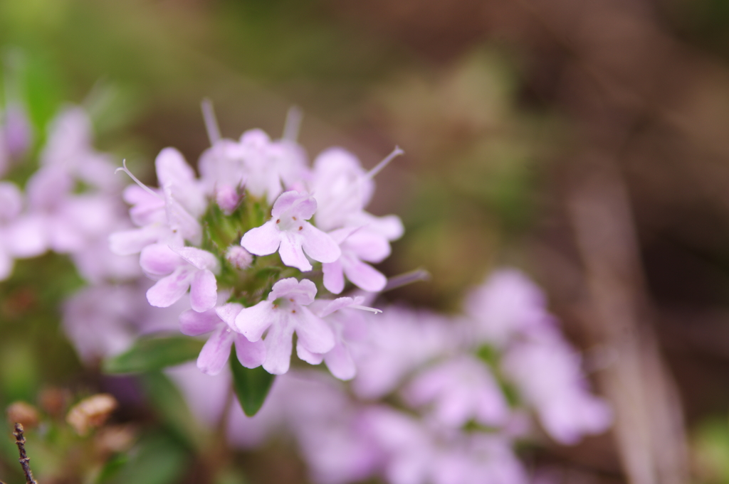 春の花