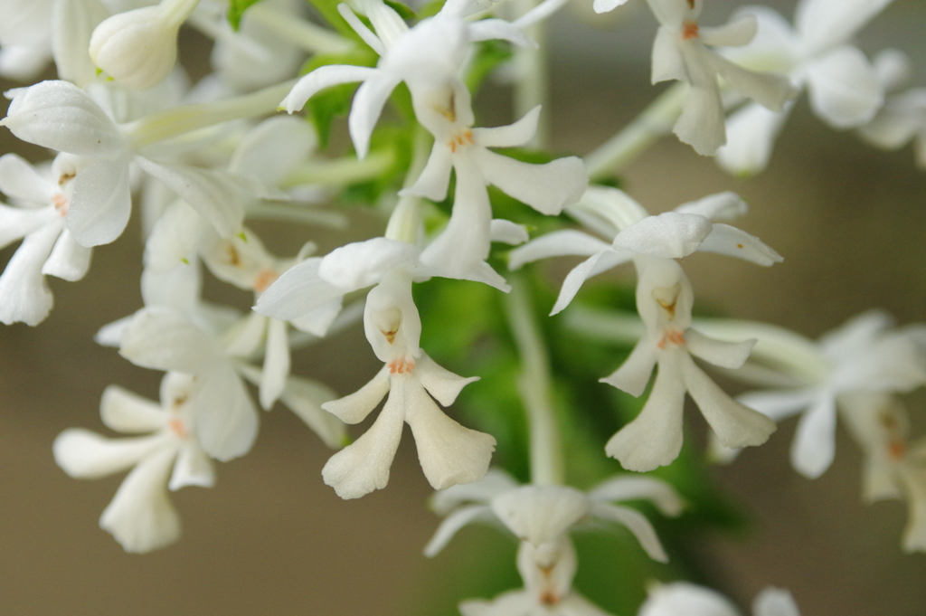 植物公園の花々　３