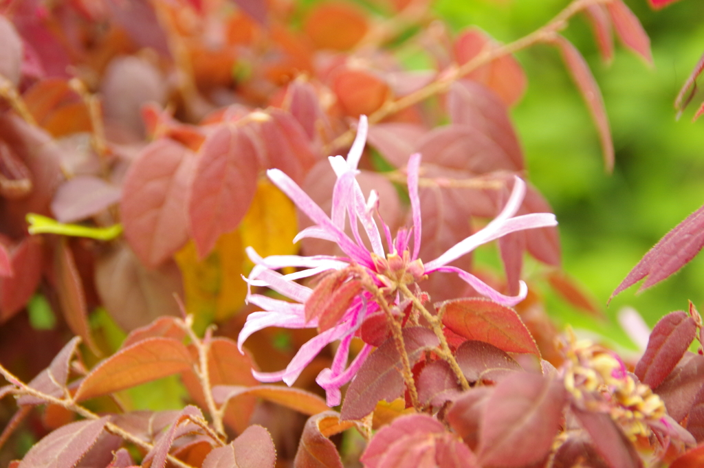 花　２