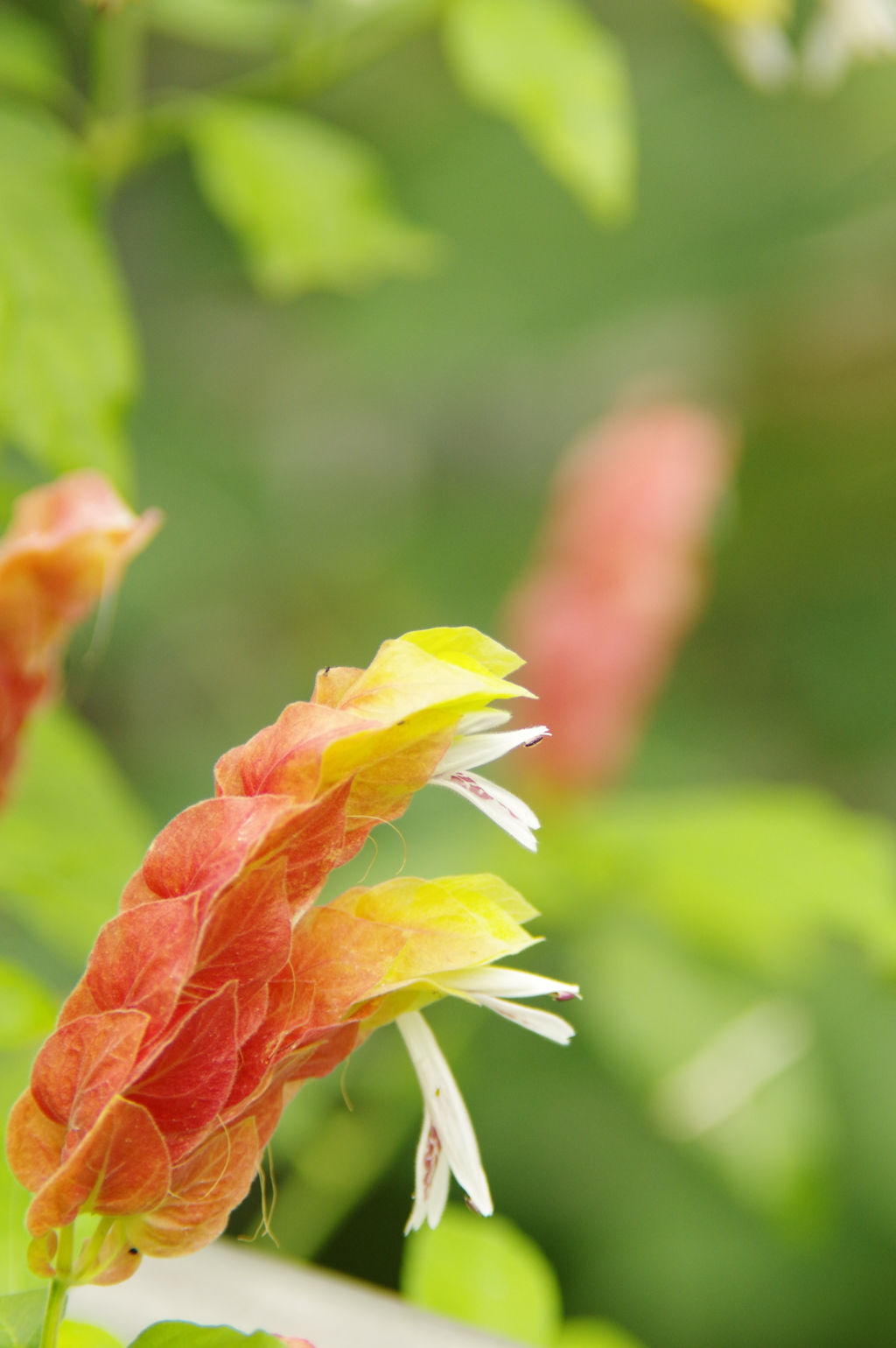 植物公園内温室の草花2017年4月　７（コエビソウ）　